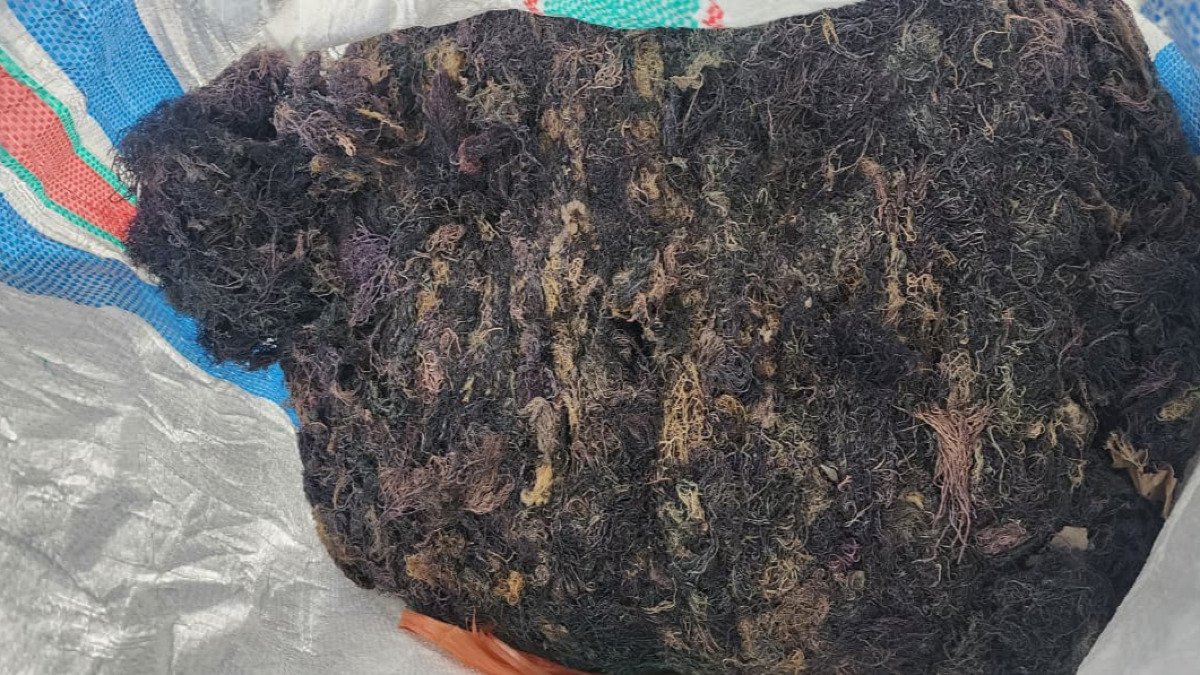 الأعشاب البحرية المجففة